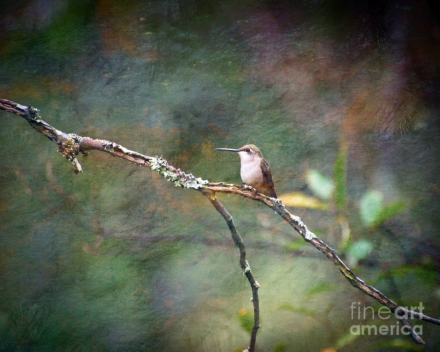 Wild Birds - Hummingbird  Photograph by Kerri Farley