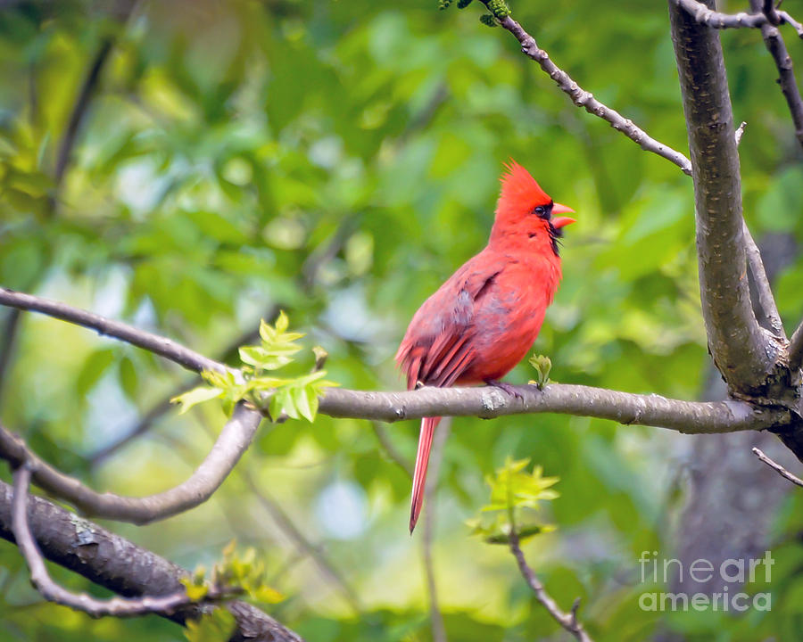 Wild Birds - Male Northern Cardinal Sings Photograph by Kerri Farley