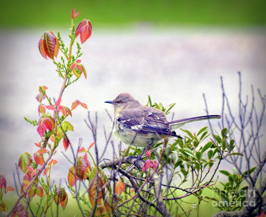 Wild Birds - Northern Mockingbird Photograph by Kerri Farley