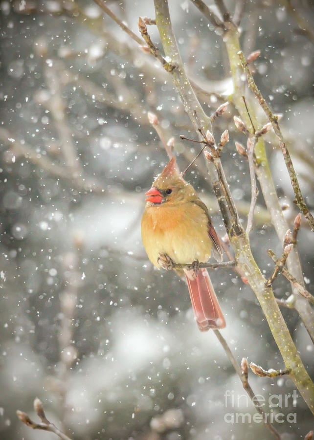 Wild Birds of Winter - Female Cardinal In the Snow Photograph by Kerri Farley