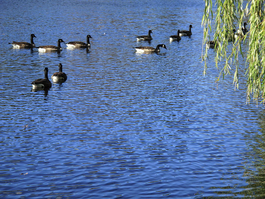 Wild Birds on a Pond 6 Photograph by Frank Romeo