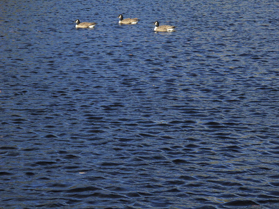 Wild Birds on a Pond Photograph by Frank Romeo