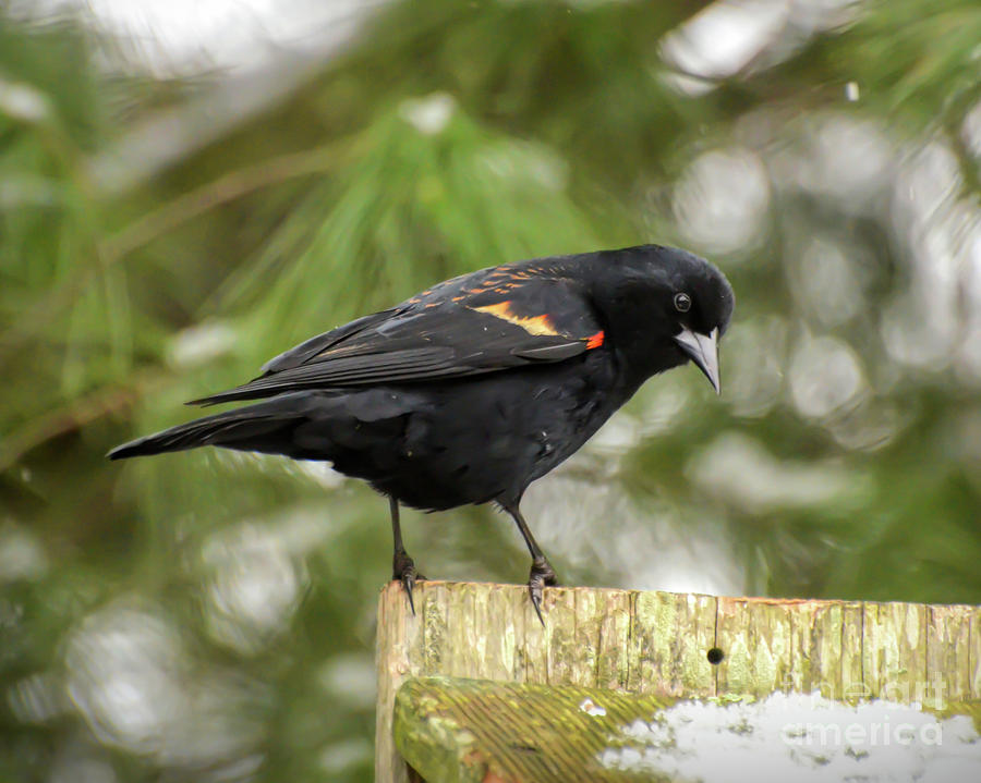 Wild Birds - Red-winged Blackbird  Photograph by Kerri Farley