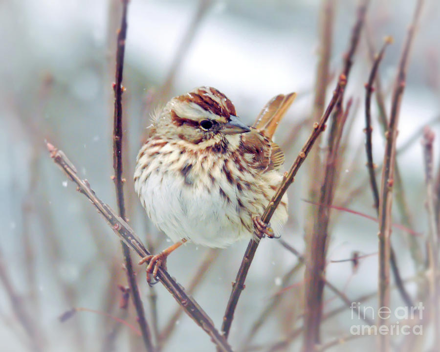 Wild Birds - Song Sparrow  Photograph by Kerri Farley