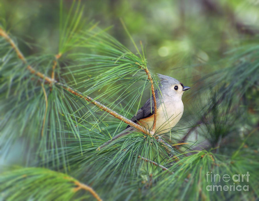 Wild Birds - Tufted Titmouse in the Pines Photograph by Kerri Farley