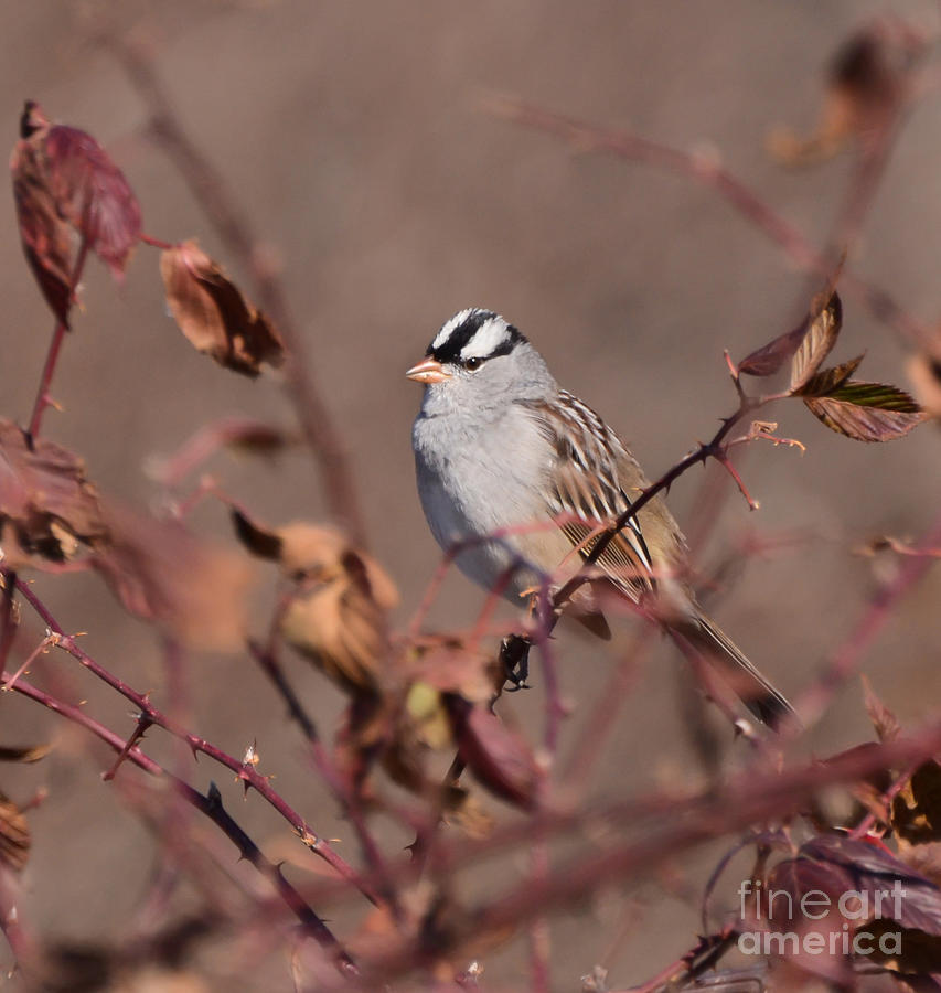 Wild Birds - White-crowned Sparrow Photograph by Kerri Farley