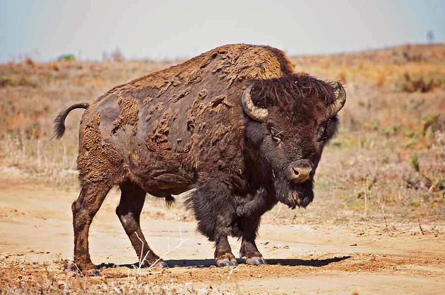Wild Bison Photograph by Donna Doherty