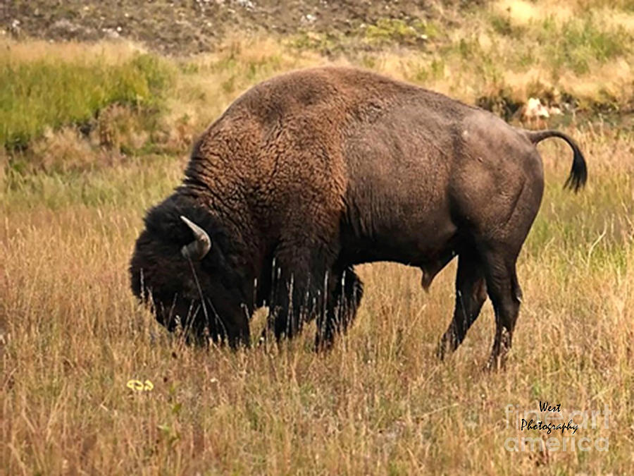 Wild Bison Grazing Photograph by Ron West