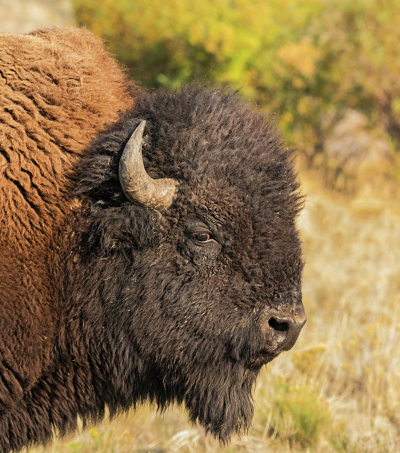 Wild Bison Photograph by Loree Johnson