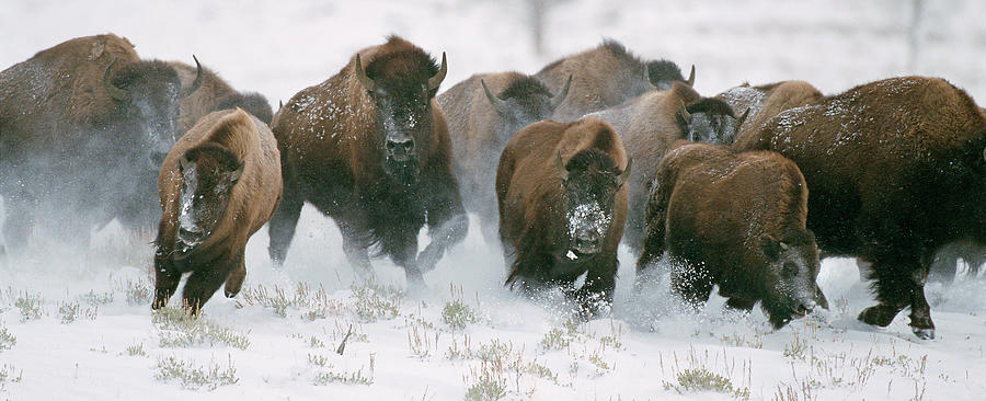 Wild Bison Stampede Photograph by Mark Miller