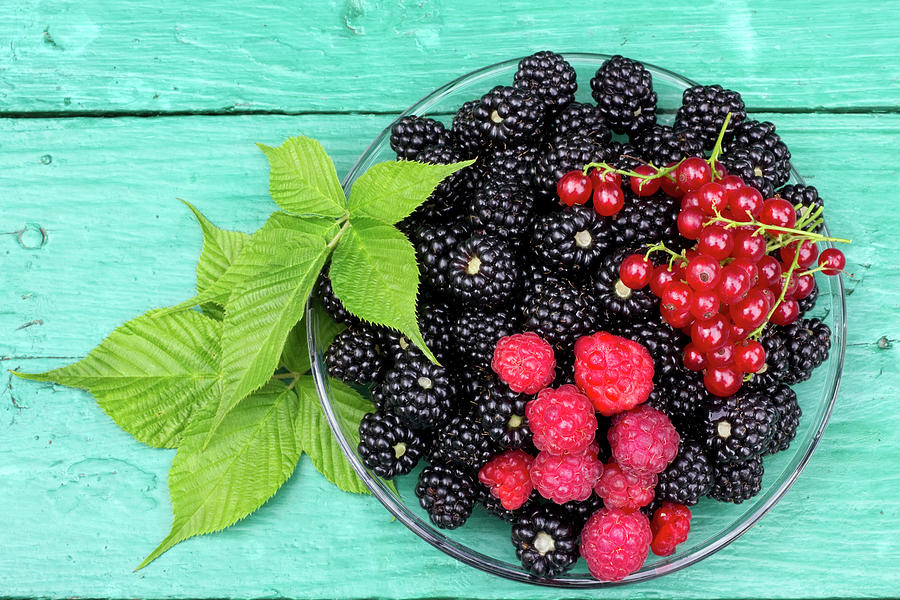 Raspberry Photograph - Wild black and red berries by Aleksandr Volkov
