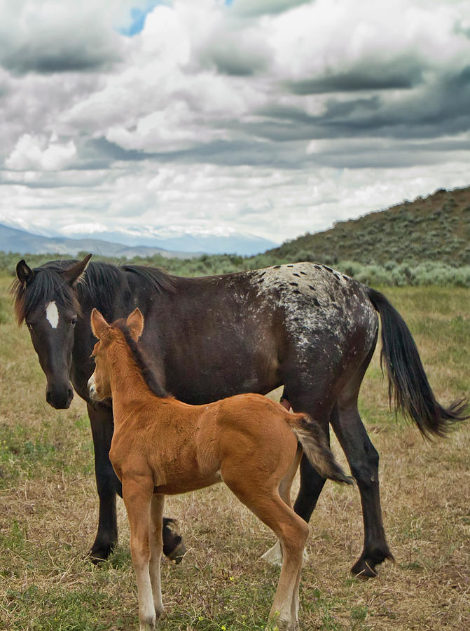 Wild Black Appaloosa and Foal Photograph by Waterdancer