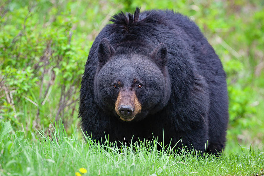 Wild Black Bear Photograph by Mark Miller