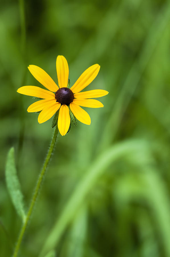 Nature Photograph - Wild Black-eyed Susan Flower by SharaLee Art