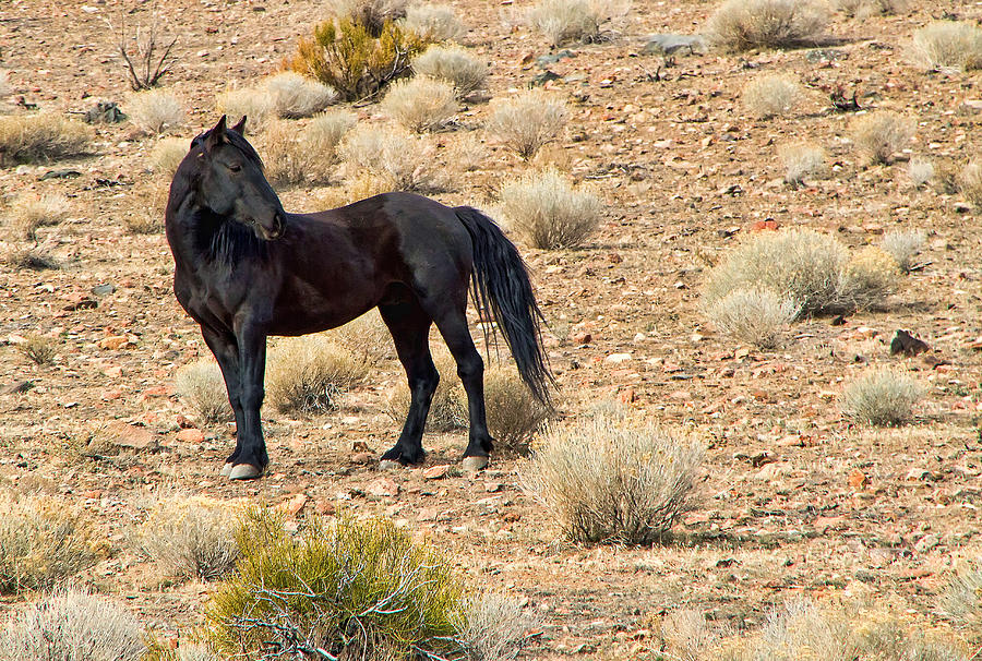 Wild Black Mustang Stallion Photograph by Waterdancer