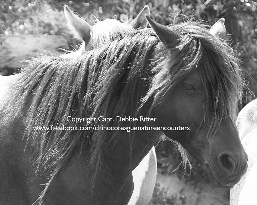 Wild Horse Photograph - Wild Black Stallion Ace 3 by Captain Debbie Ritter Wild Horse Photograph - Wild Black Stallion Ace 3 by Captain Debbie Ritter