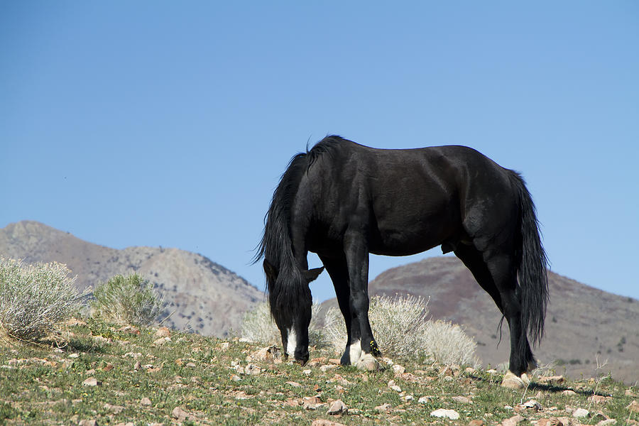 Wild Black Stallion Horse Photograph by Waterdancer