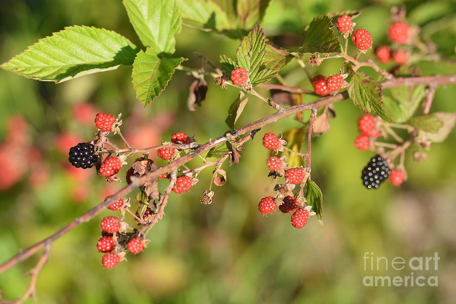 Wild Blackberries 2 Photograph by Maria Urso