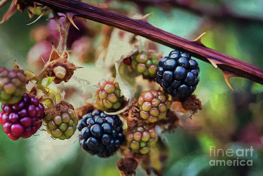 Fall Photograph - Wild Blackberries by Eva Lechner