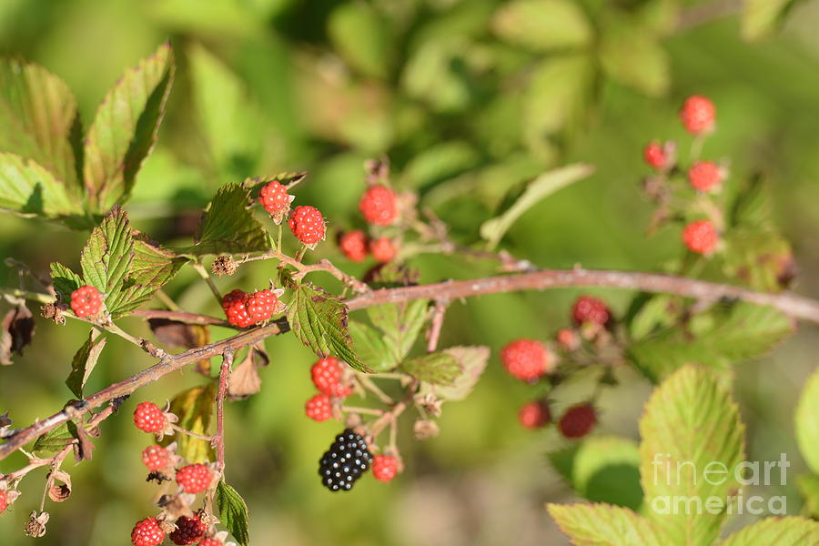 Wild Blackberries Photograph by Maria Urso