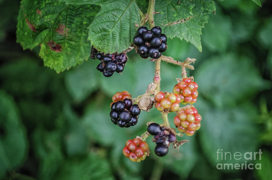 Juice Photograph - Wild Blackberries by Michelle Meenawong