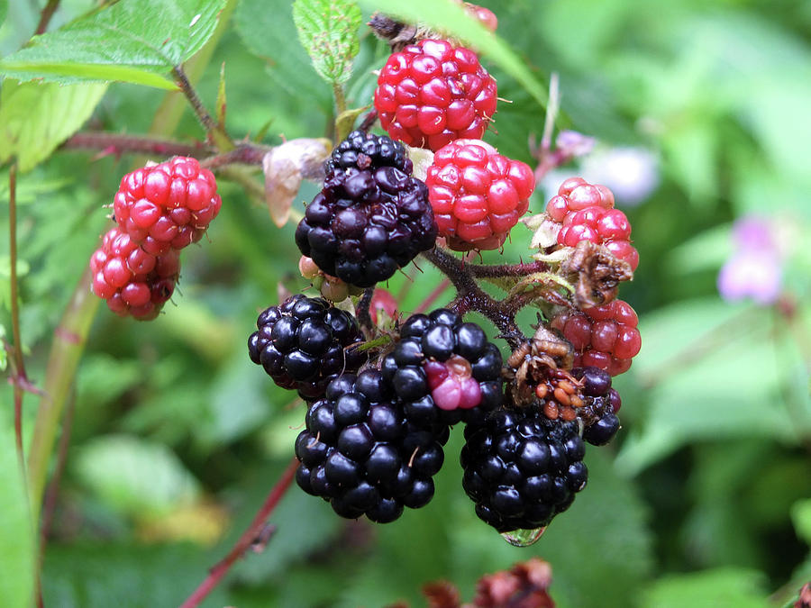 Wild Blackberries Photograph by Philip Openshaw