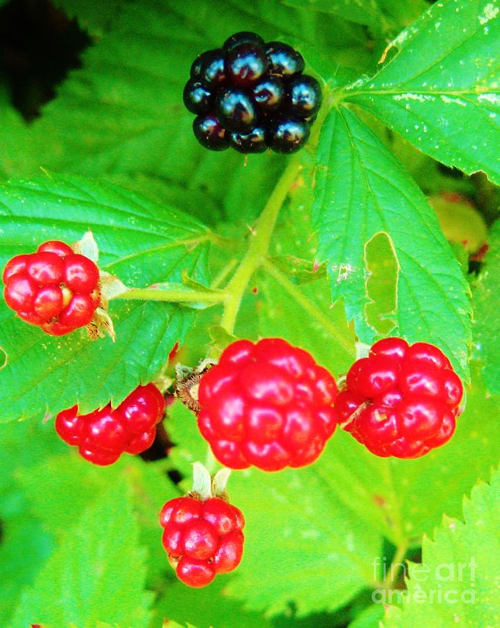 Wild Blackberry Photograph by Susan Carella