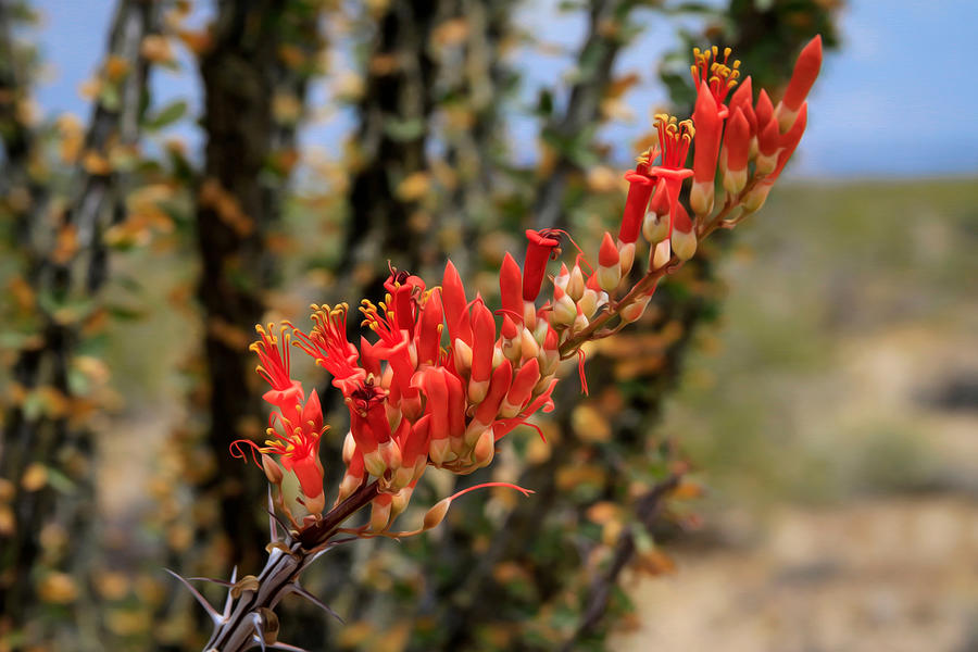 Wild Blooming Ocotillo Cactus Photograph by Bonnie Follett