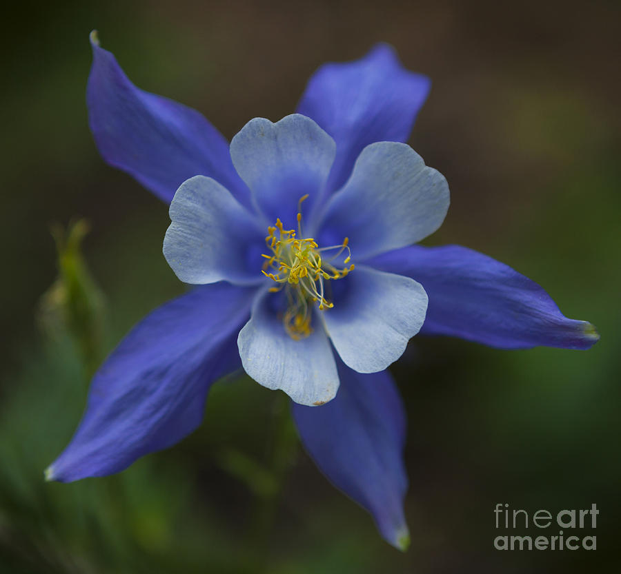 Wild Blue Photograph by Barbara Schultheis