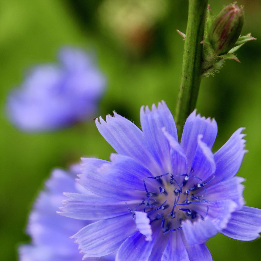 Wild Blue Chicory Photograph by M E