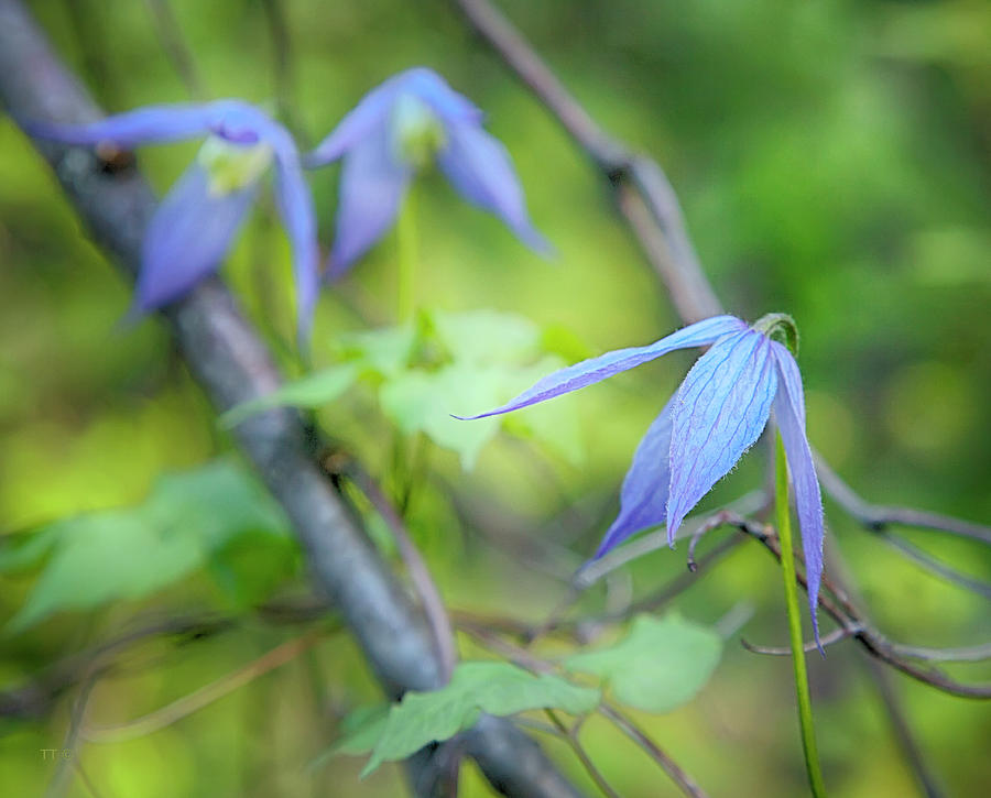 Wild Blue Clematis Photograph by Theresa Tahara