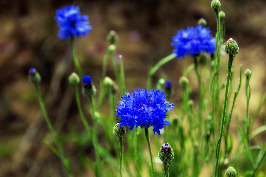 Nature Photograph - Wild Blue Cornflowers by Georgia Clare