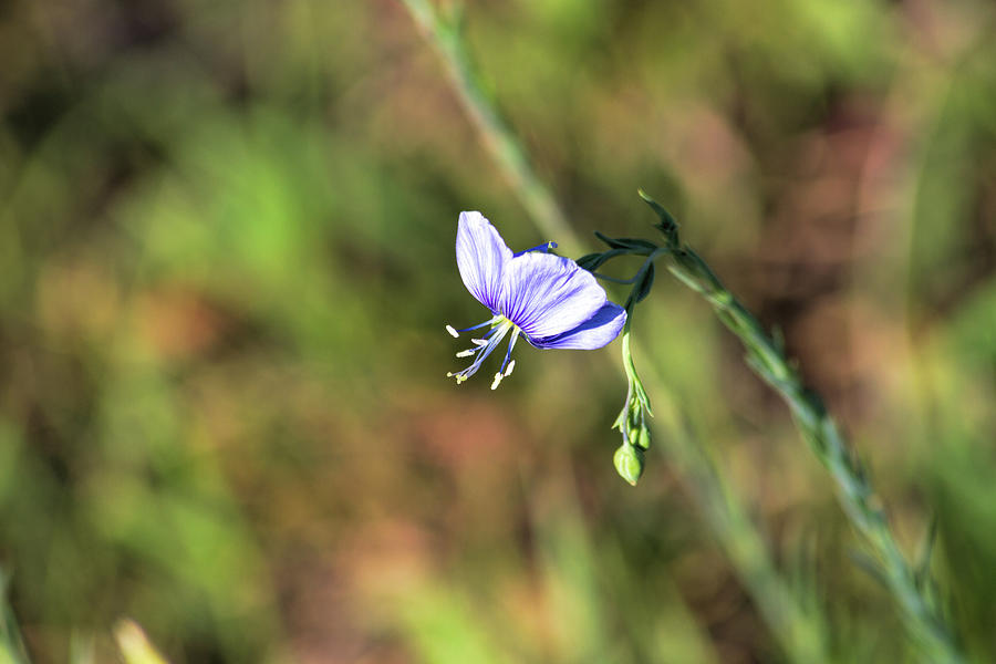 Wild Blue Flax Photograph by Alana Thrower