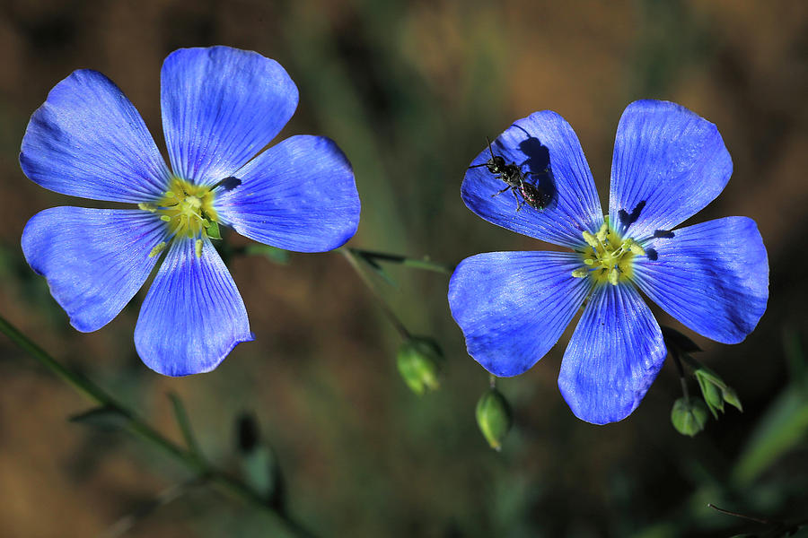 Summer Photograph - Wild Blue Flax by Donna Kennedy