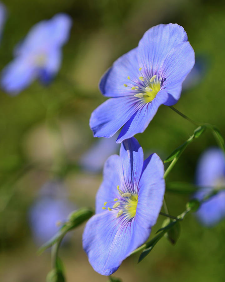Wild Blue Flax Photograph by Forest Floor Photography