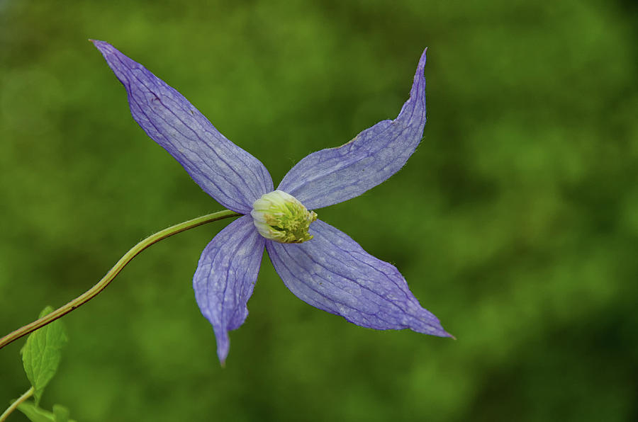 Wild blue flower Photograph by Debra Baldwin