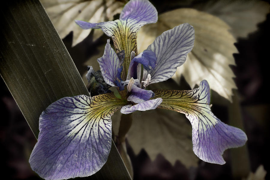 Wild blue iris Photograph by Jeff Folger