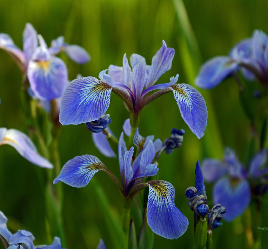 Wild Blue Iris Photograph by Whispering Peaks Photography
