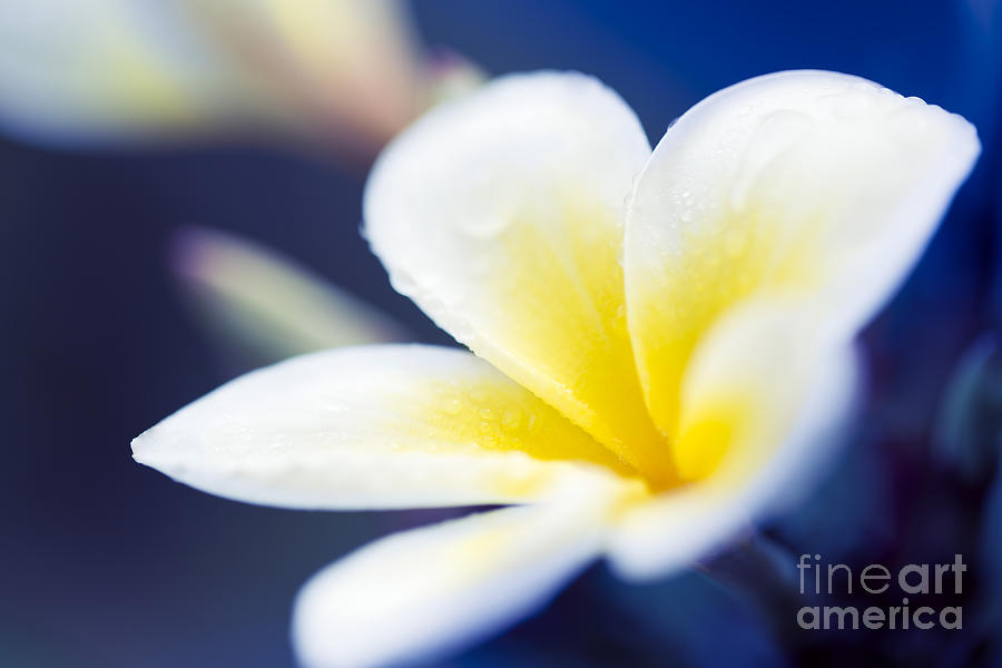 Flower Photograph - Wild Blue Morning by Sharon Mau