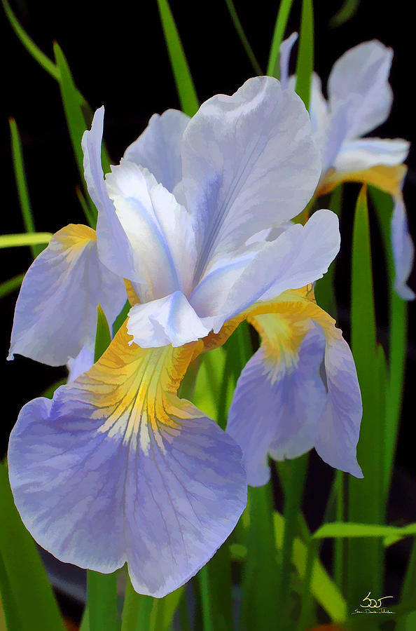 Wild Blue Mountain Iris Photograph by Sam Davis Johnson