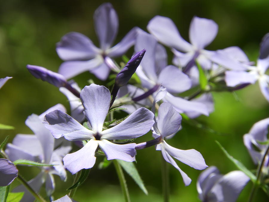 Wild Blue Phlox Photograph by Barbara Ebeling - Fine Art America