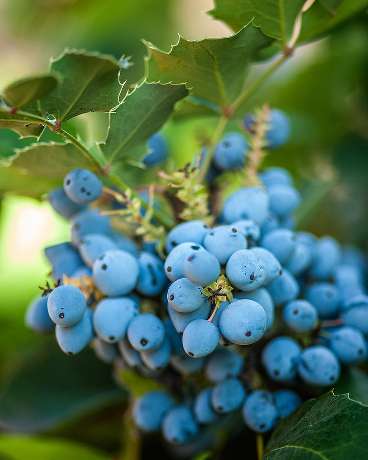 Wild Blueberries Photograph by Elin Skov Vaeth
