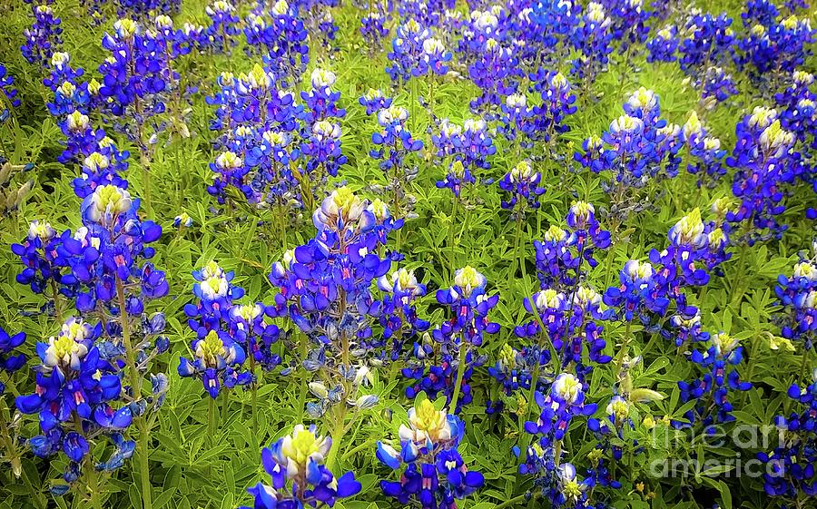Flower Photograph - Wild Bluebonnets Blooming by D Davila