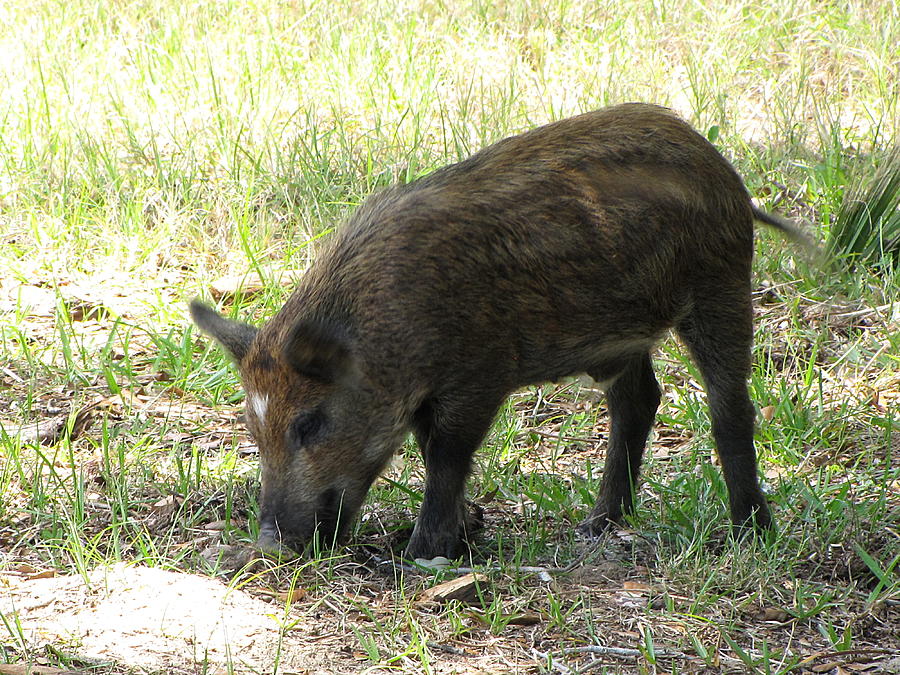 Wild Boar at Canaveral National Seashore  Photograph by Christopher Mercer