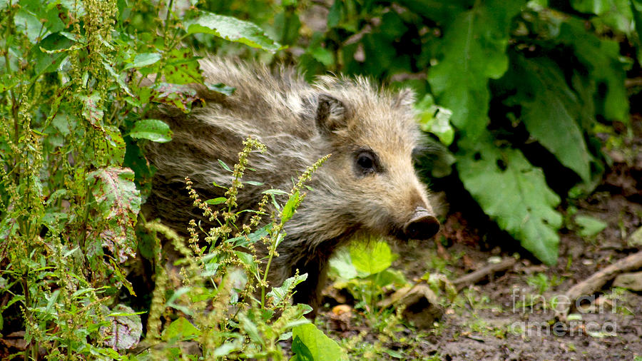 Wild Boar Baby Photograph by Eva-Maria Di Bella