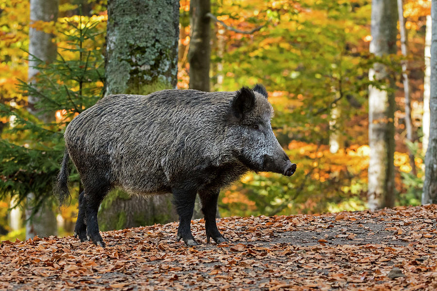 Wild Boar in the Fall Photograph by Arterra Picture Library