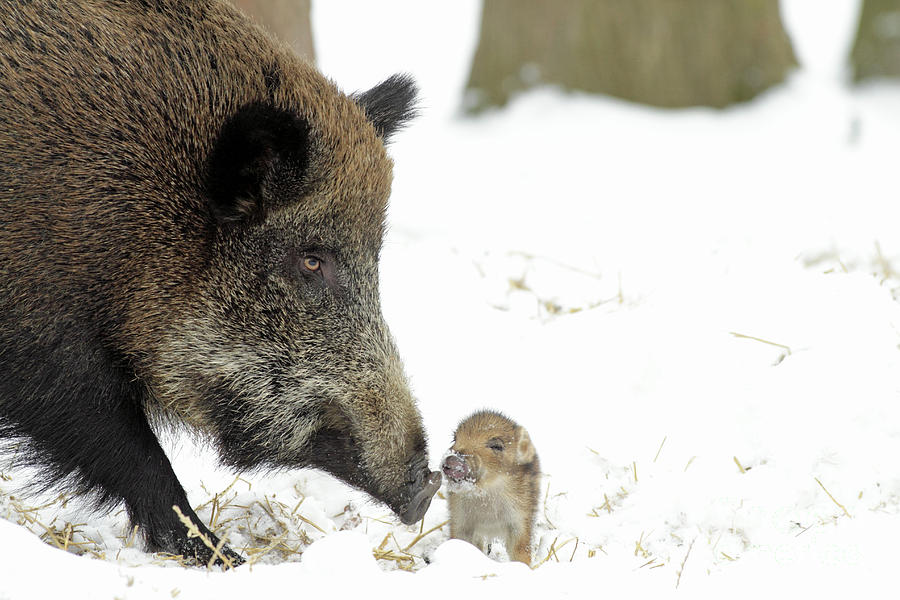 Animal Photograph - Wild Boar Mother And Baby by Duncan Usher