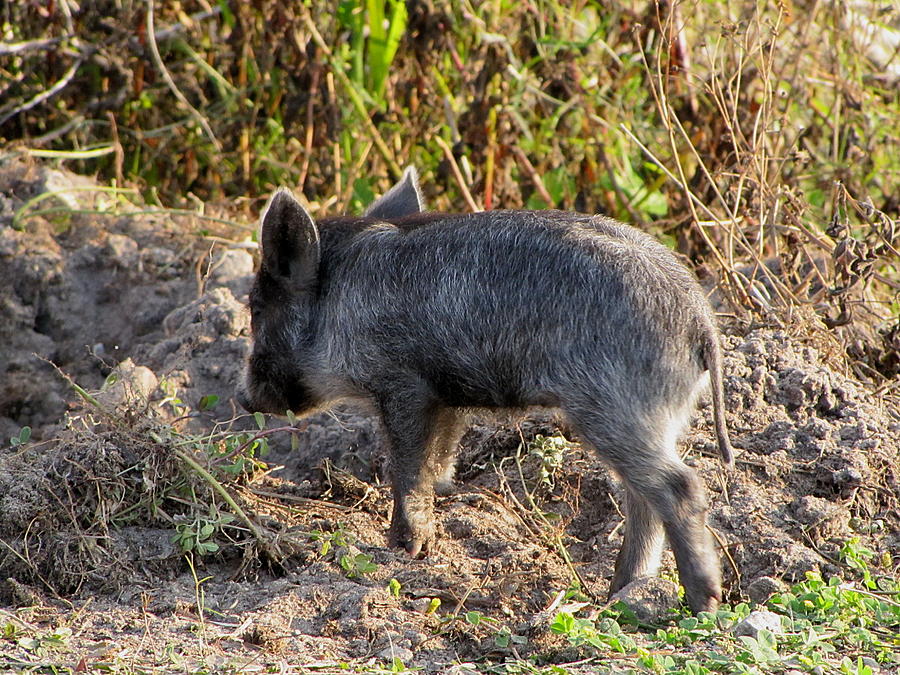 Wild Boar Piglet  Photograph by Christopher Mercer