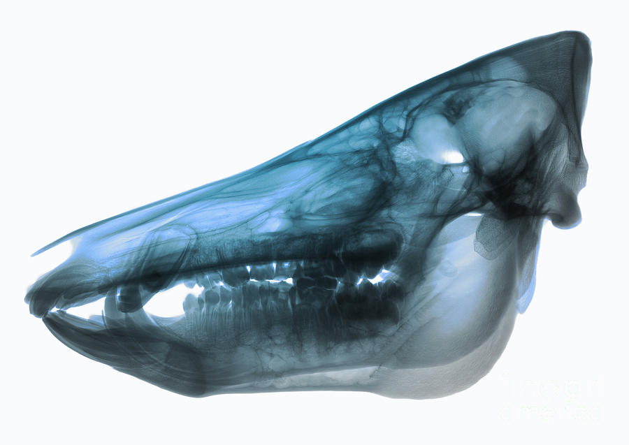 Wild Boar Skull, X-ray Photograph by Ted Kinsman