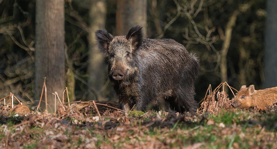 Wild Boar Sow and Young Photograph by Wendy Cooper